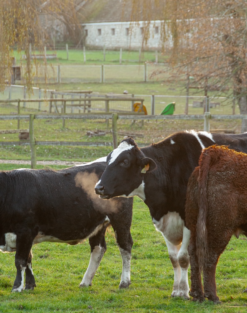 ferme-paris-animaux-ferme-gally
