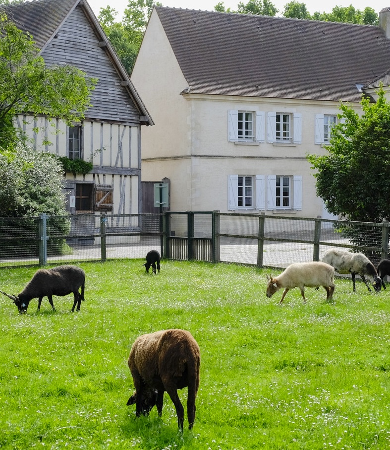 ferme-pedagogique-paris-92-animaux