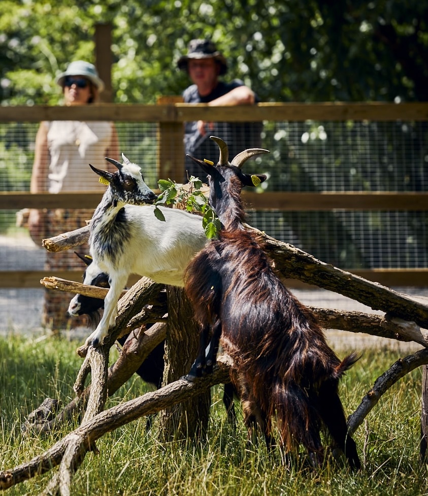 ferme-villette-paris-19-animaux-enfants