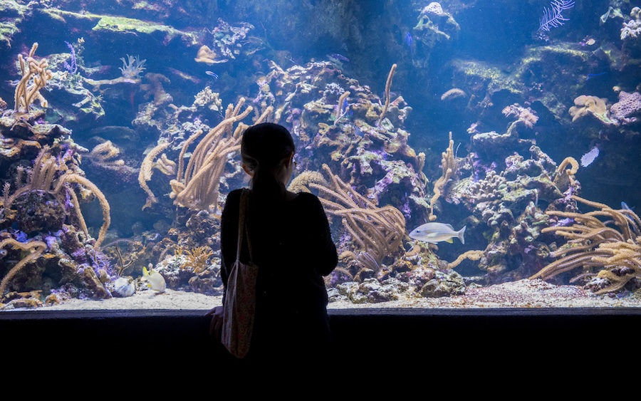 sortie-enfant-activitte-paris-gratuite-aquarium sortie-enfant-activitte-paris-gratuite-aquarium