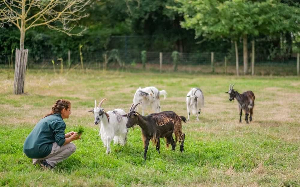 sortie-gratuite-enfant-paris-ferme