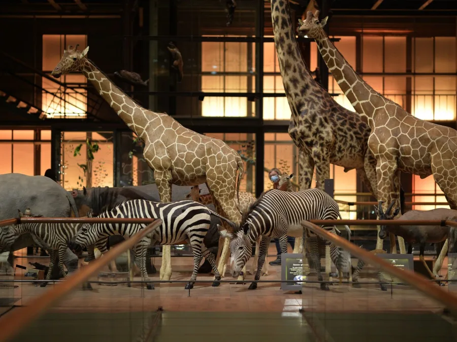 sortie-enfant-paris-decembre-noel-vacances